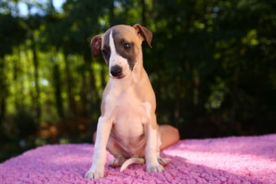 Les chiots de Whippet