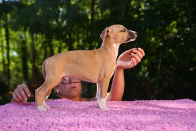 Les chiots de Whippet