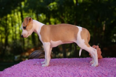 Les chiots de Whippet