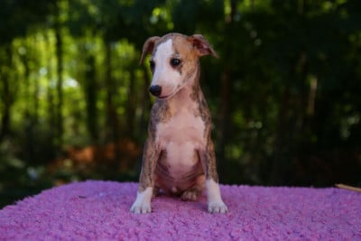 Les chiots de Whippet