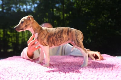 Les chiots de Whippet