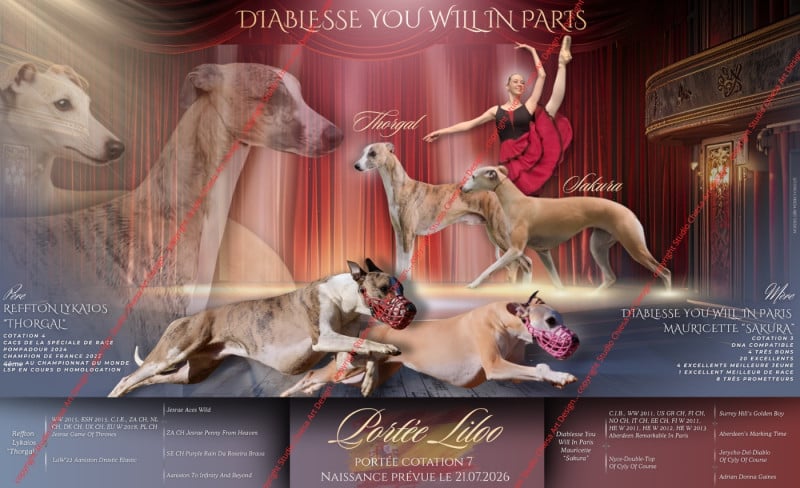 Whippet - Diablesse You Will In Paris