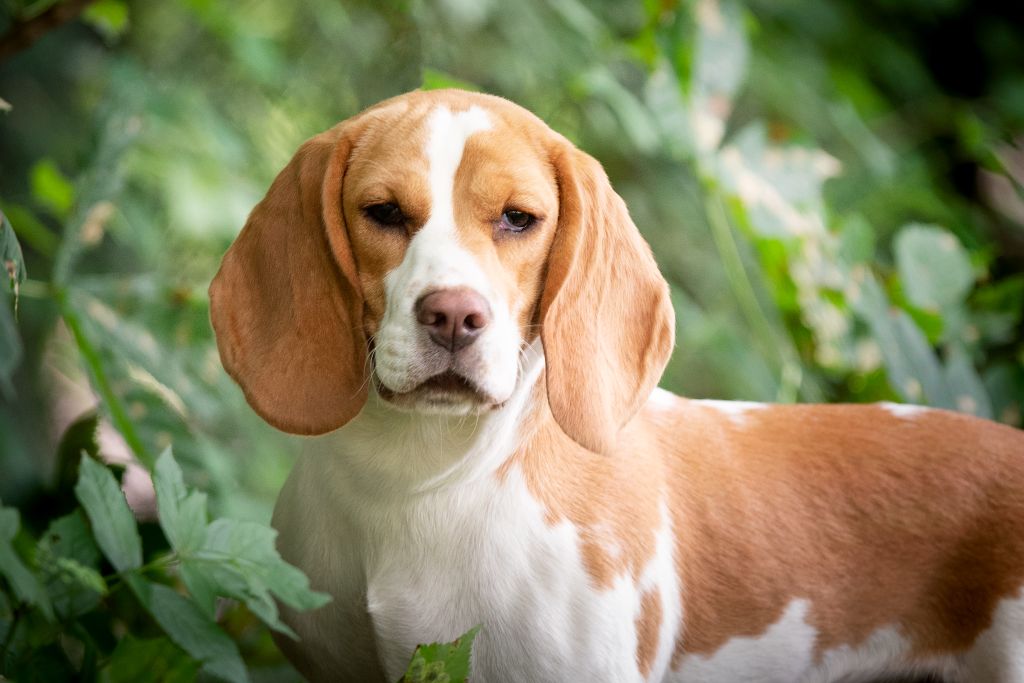 Vedette Le Bonheur De Laé
