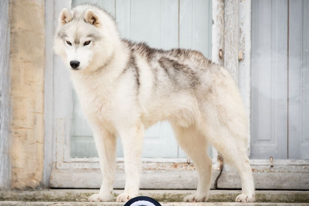 Ulky l'appel de la meute