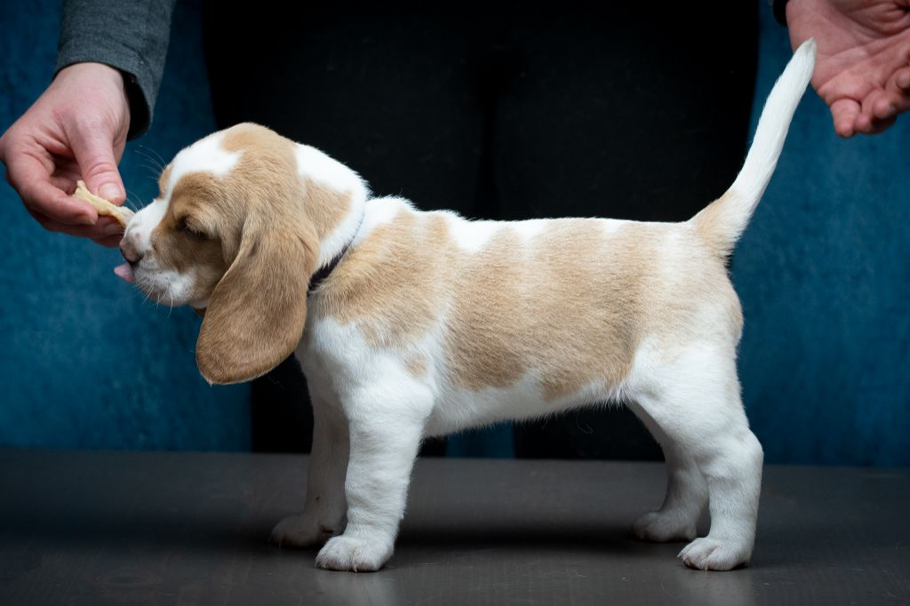 Vedette Le Bonheur De Laé