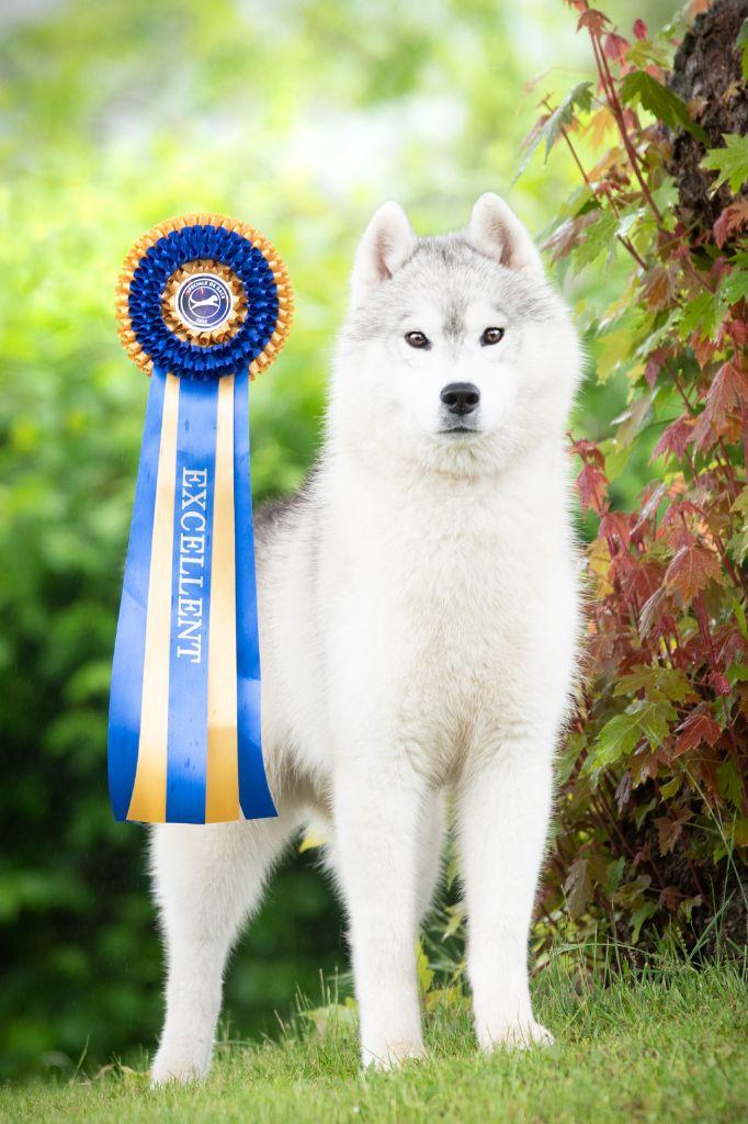 Ulky l'appel de la meute