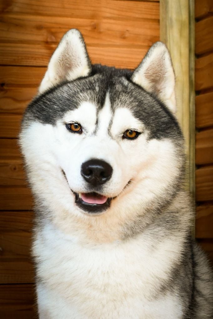 R'force Of City Dream's