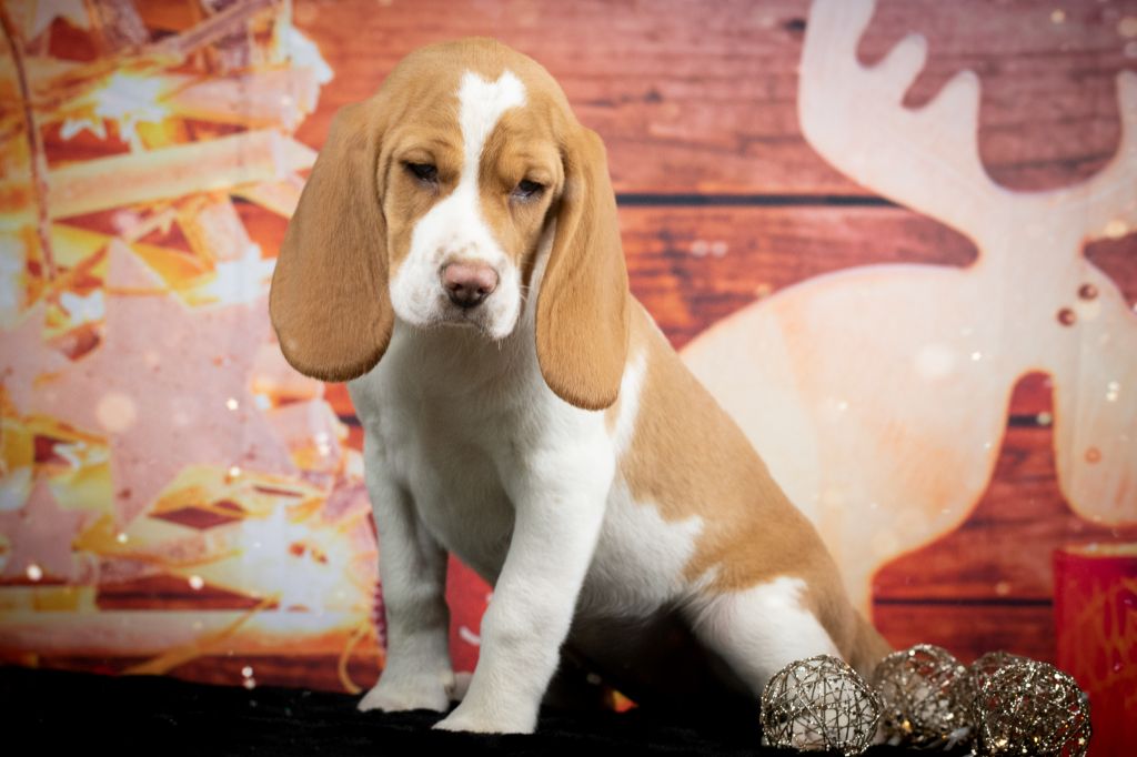 Vedette Le Bonheur De Laé