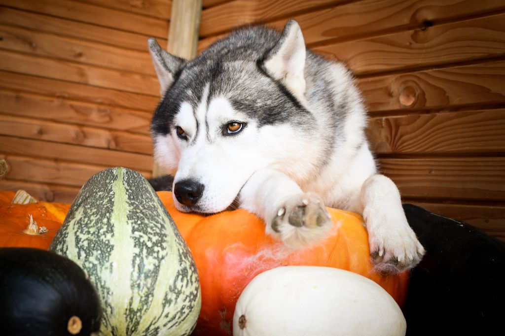 R'force Of City Dream's