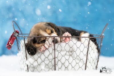 Les chiots de Beagle