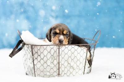 Les chiots de Beagle