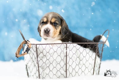 Les chiots de Beagle