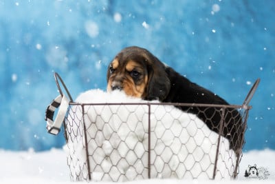 Les chiots de Beagle