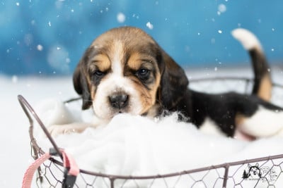 Les chiots de Beagle