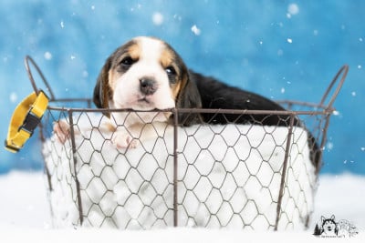 Les chiots de Beagle