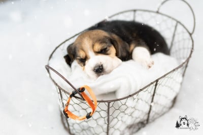 Les chiots de Beagle