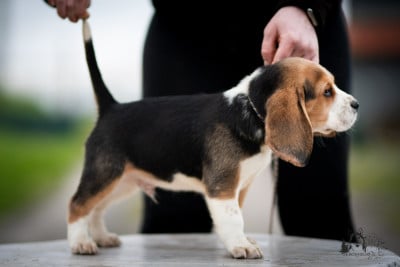 Les chiots de Beagle
