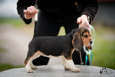 Les chiots de Beagle