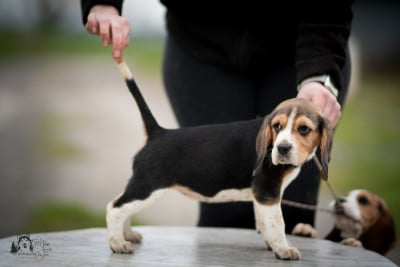 Les chiots de Beagle