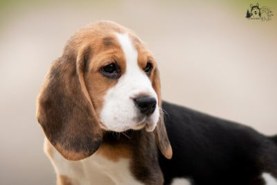 Les chiots de Beagle