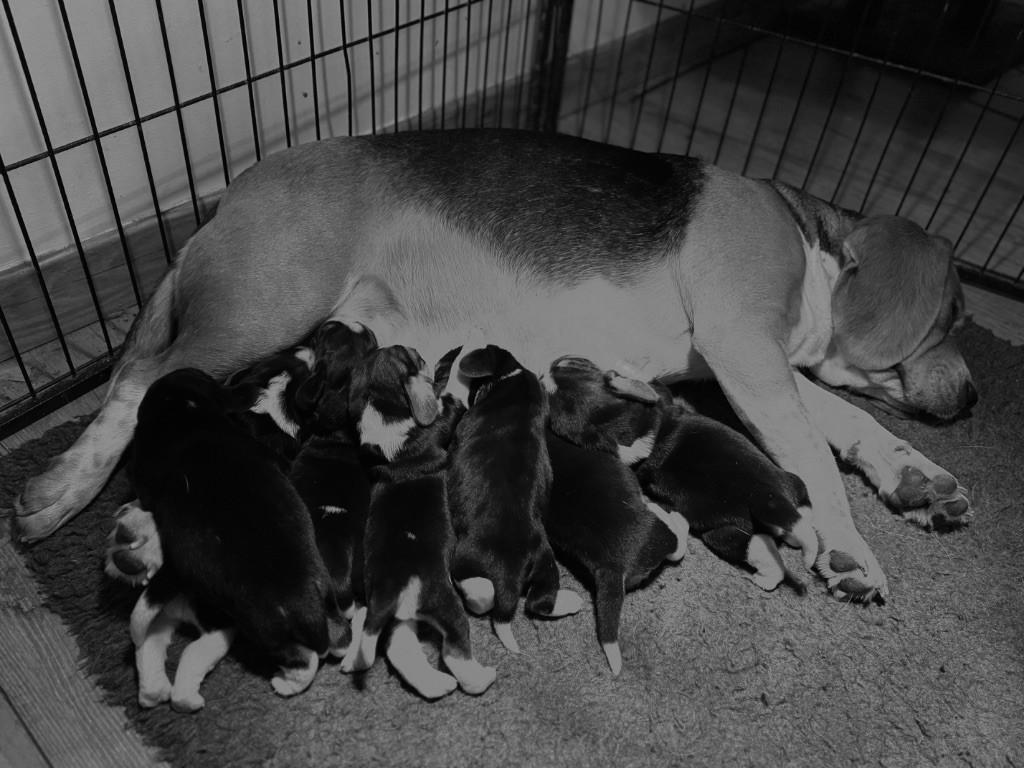 Beagle - Le Bonheur De Laé