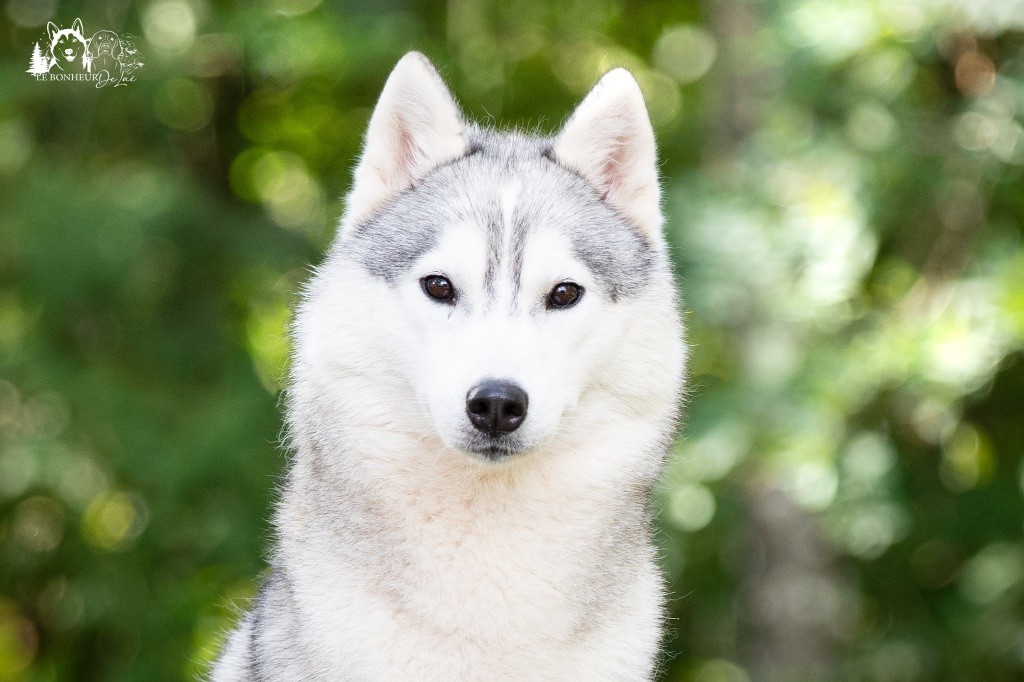 Seppia de L'Igloo des Sables - 2ème Excellent /6