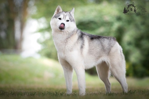 Seppia de L'Igloo des Sables - 2ème excellent /4