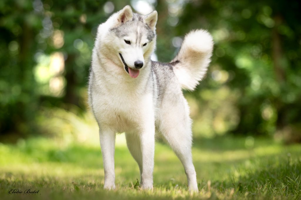 Seppia de L'Igloo des Sables - 4ème excellent /4
