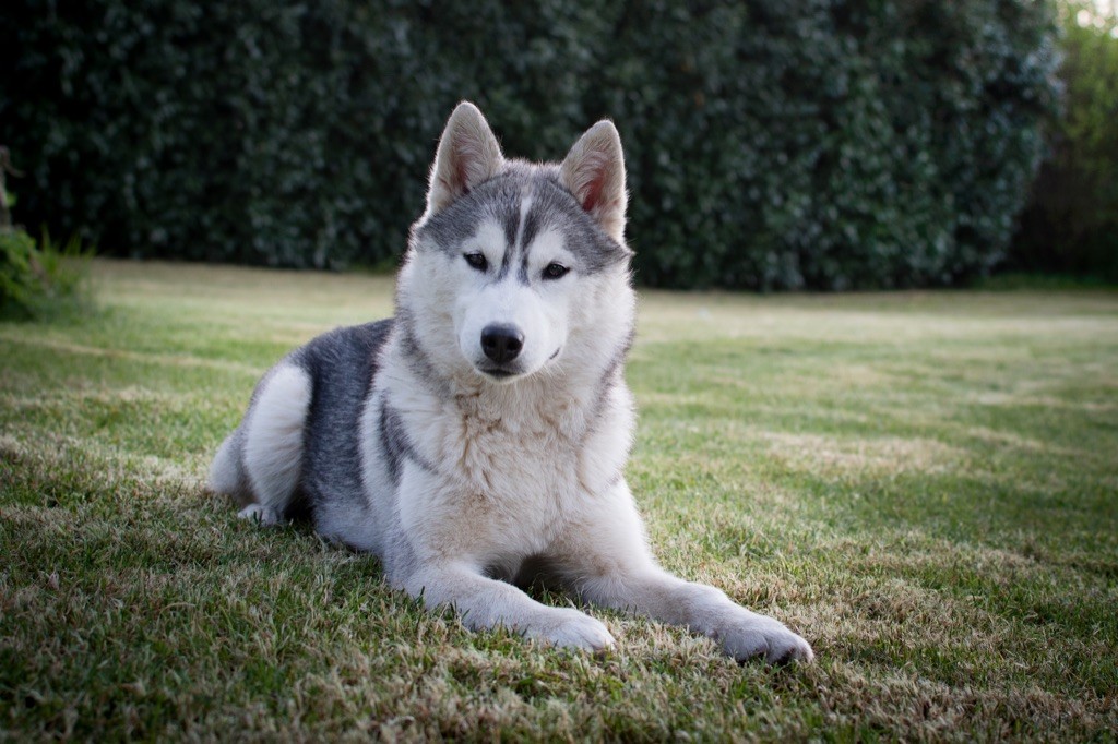 Seppia de L'Igloo des Sables - Très prometteur MEILLEUR PUPPY
