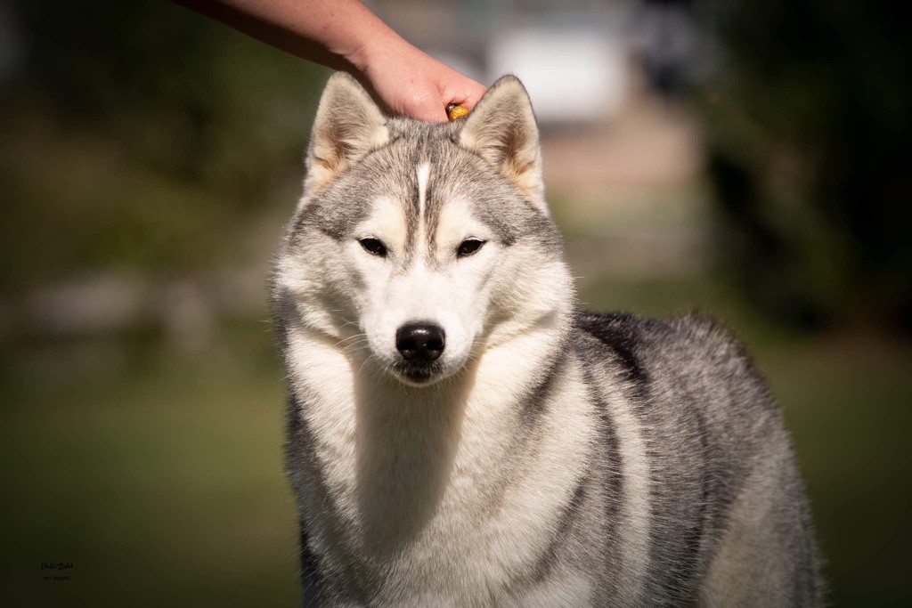 Seppia de L'Igloo des Sables - Excellent