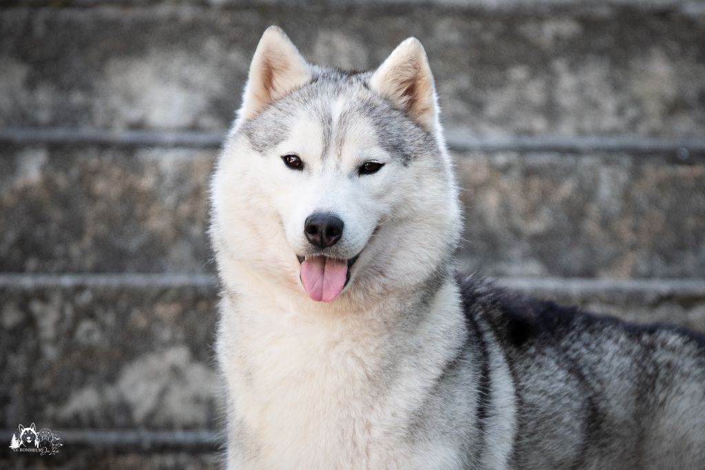 Seppia de L'Igloo des Sables - 2ème excellent /4