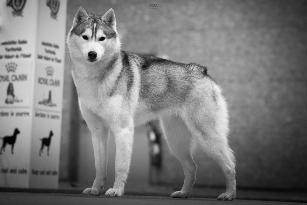 Seppia de L'Igloo des Sables - Excellent /9