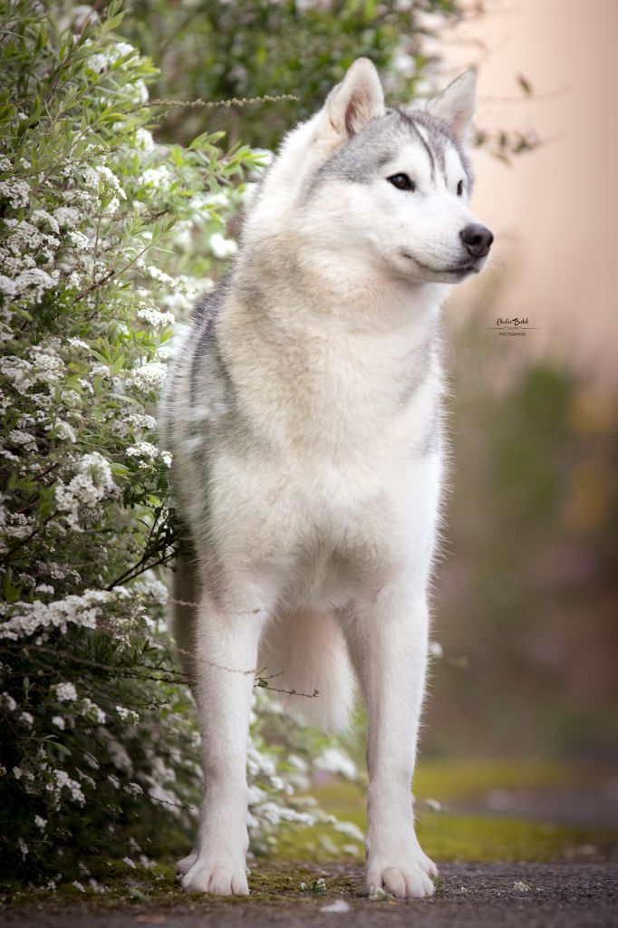 Seppia de L'Igloo des Sables - 7ème Excellent /14