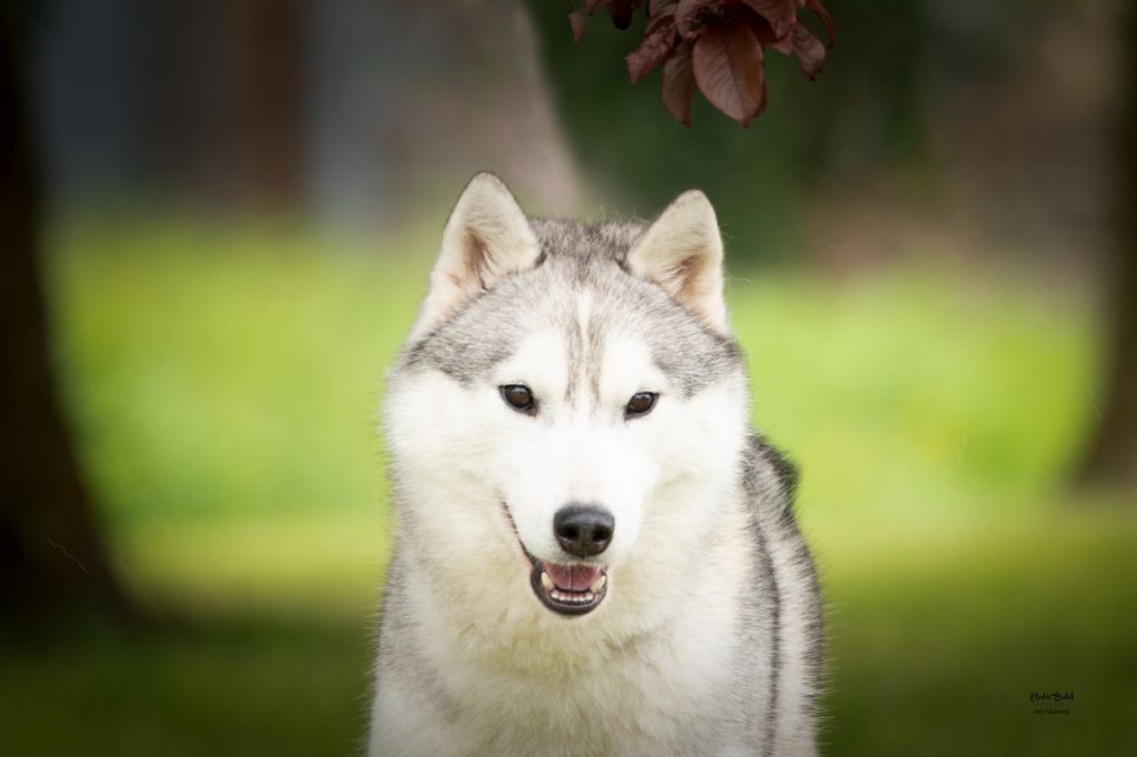Seppia de L'Igloo des Sables - Très bon /6