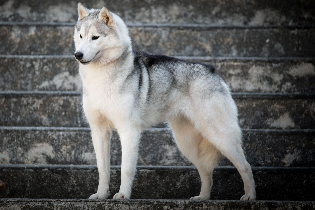 Seppia de L'Igloo des Sables - 2ème excellent /3