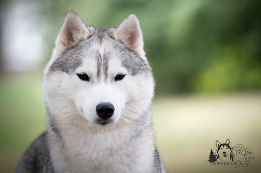 Seppia de L'Igloo des Sables - 1ère excellent /4 RCACS