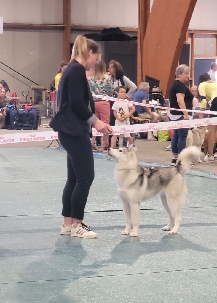 Seppia de L'Igloo des Sables - Très prometteur (Classe Puppy)