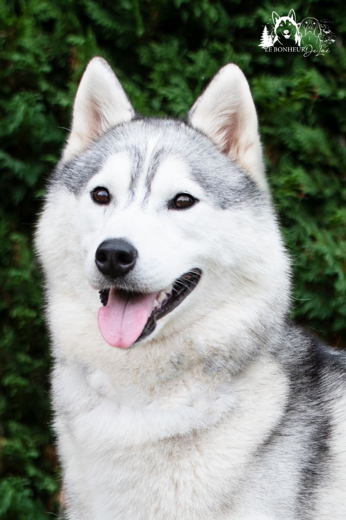 Seppia de L'Igloo des Sables - Très bon