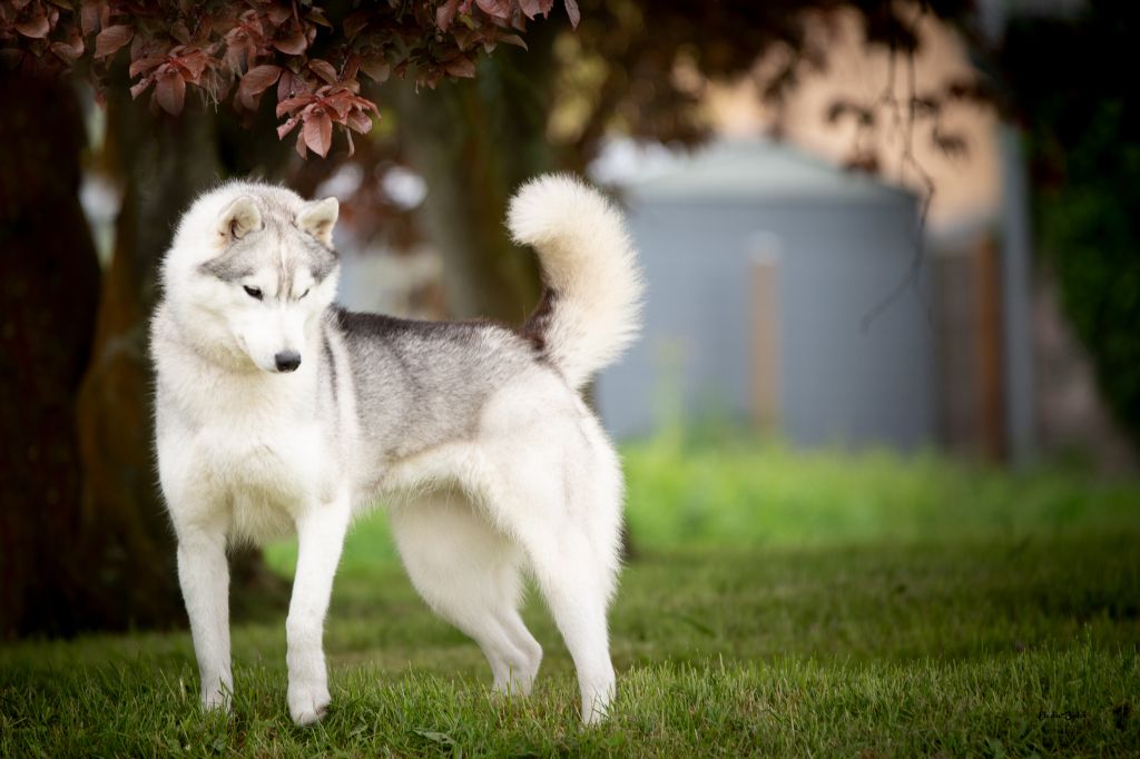 Seppia de L'Igloo des Sables - 2ème Excellent /6