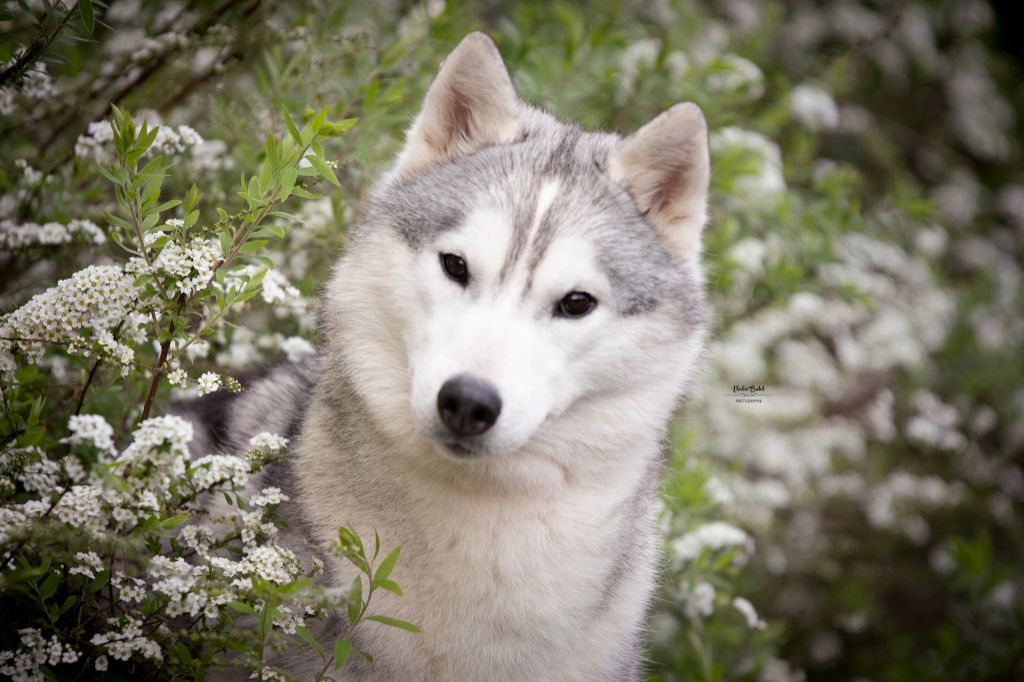 Seppia de L'Igloo des Sables - 3ème Excellent /12