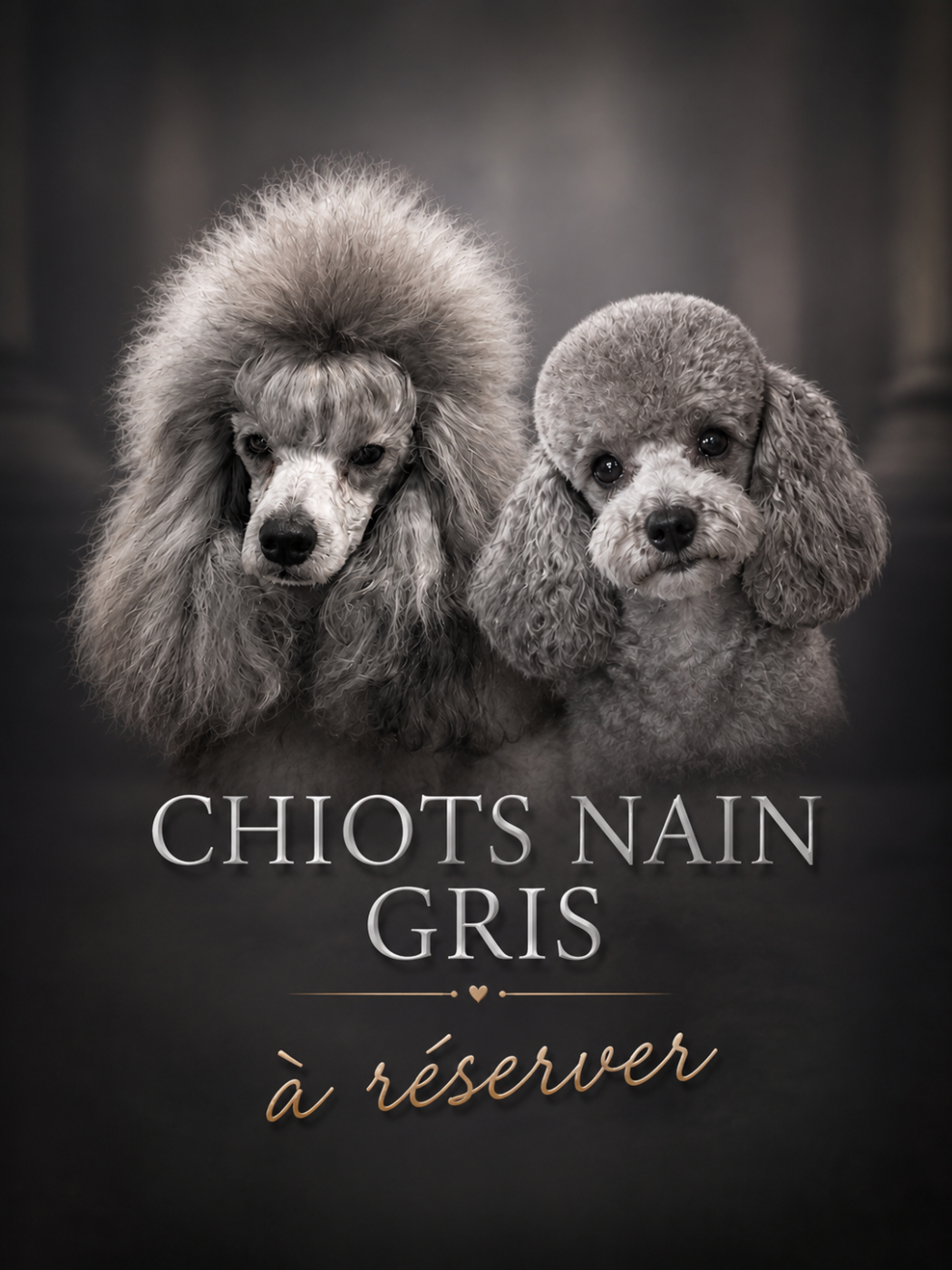 CHIOT 2 - Caniche