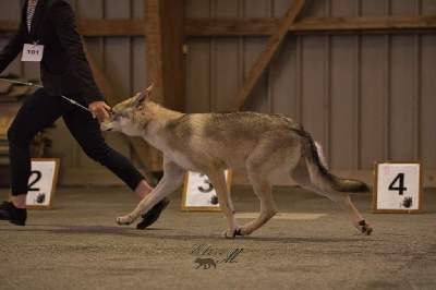 Étalon Chien-loup de Saarloos - Savage Offspring Tiponi