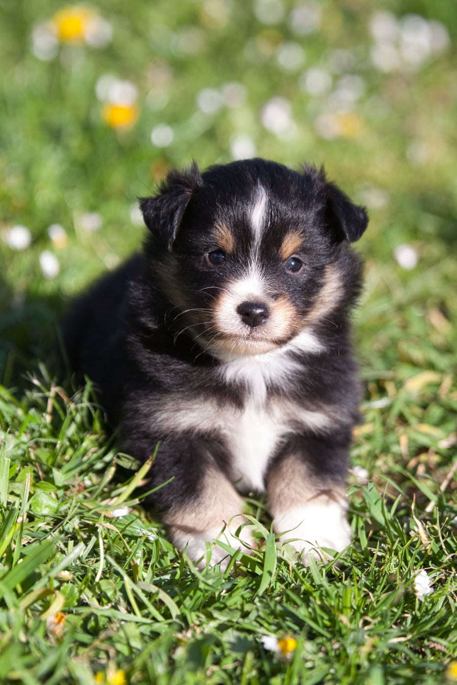 Berger Américain Miniature  - des Landettes de Hautteville