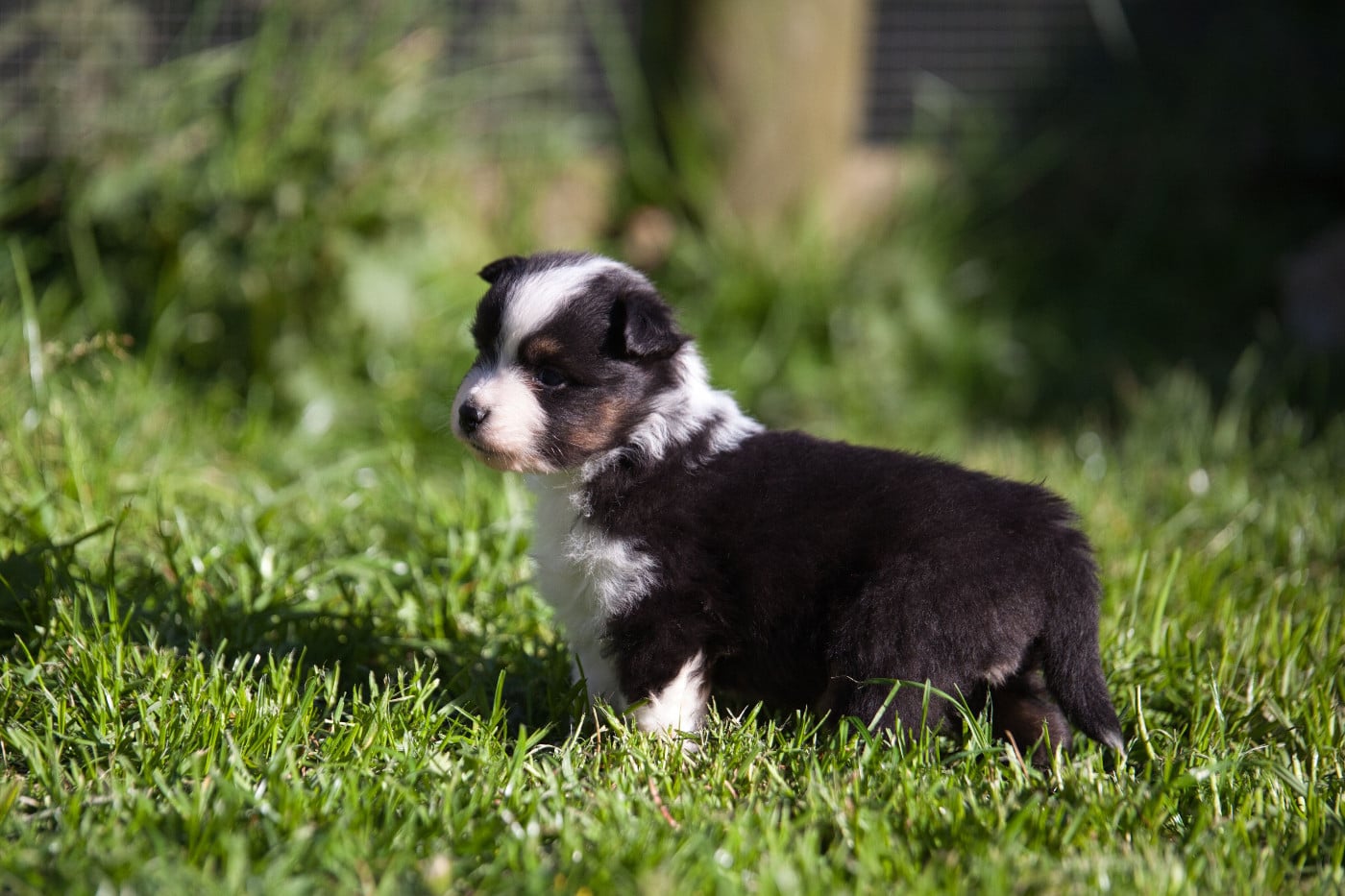 Chiot Berger Américain Miniature