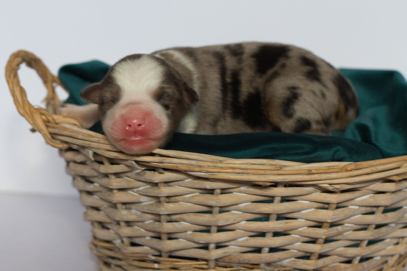 Male Bleu Merle