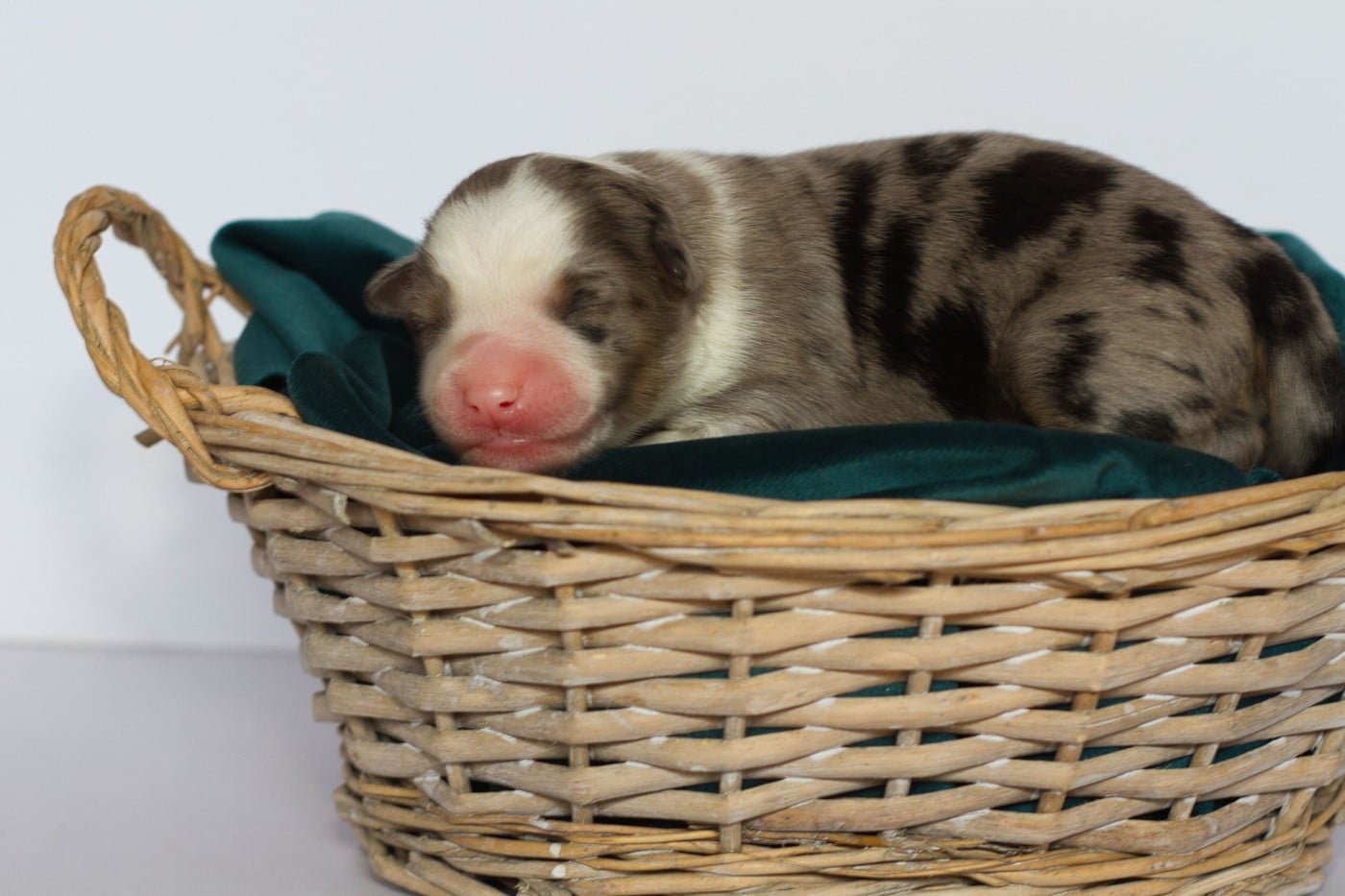 Male Bleu Merle