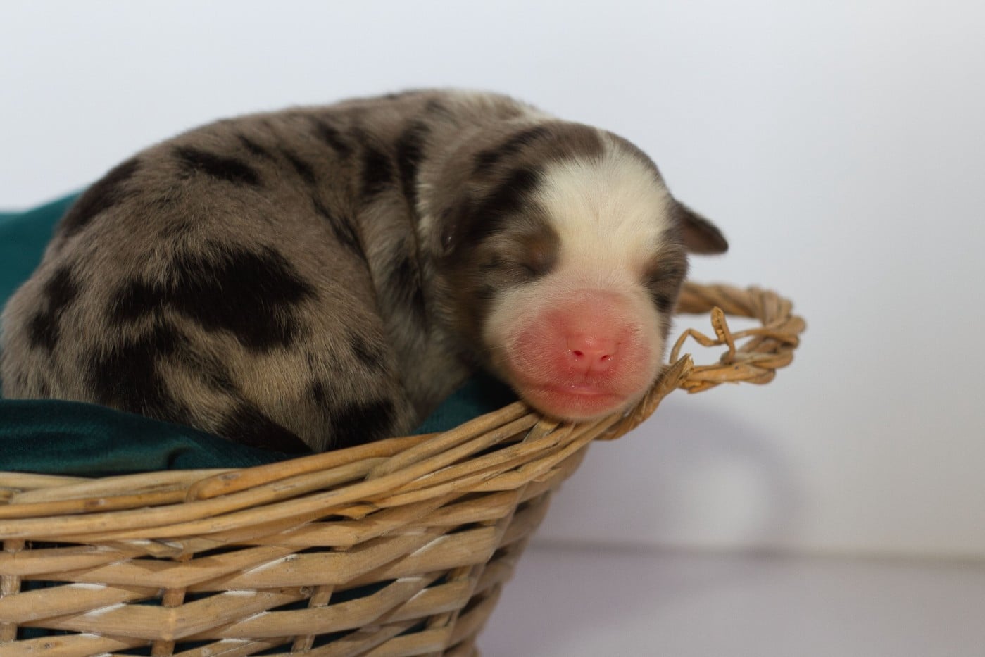 Male Bleu Merle