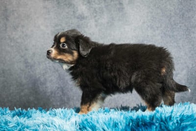 Les chiots de Berger Américain Miniature