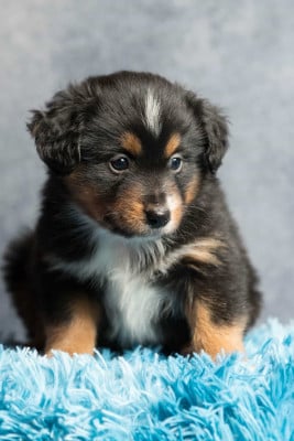 Les chiots de Berger Américain Miniature