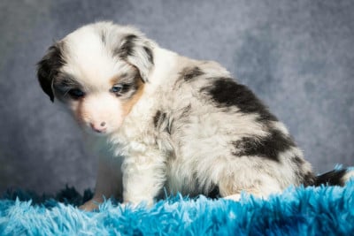 Les chiots de Berger Américain Miniature